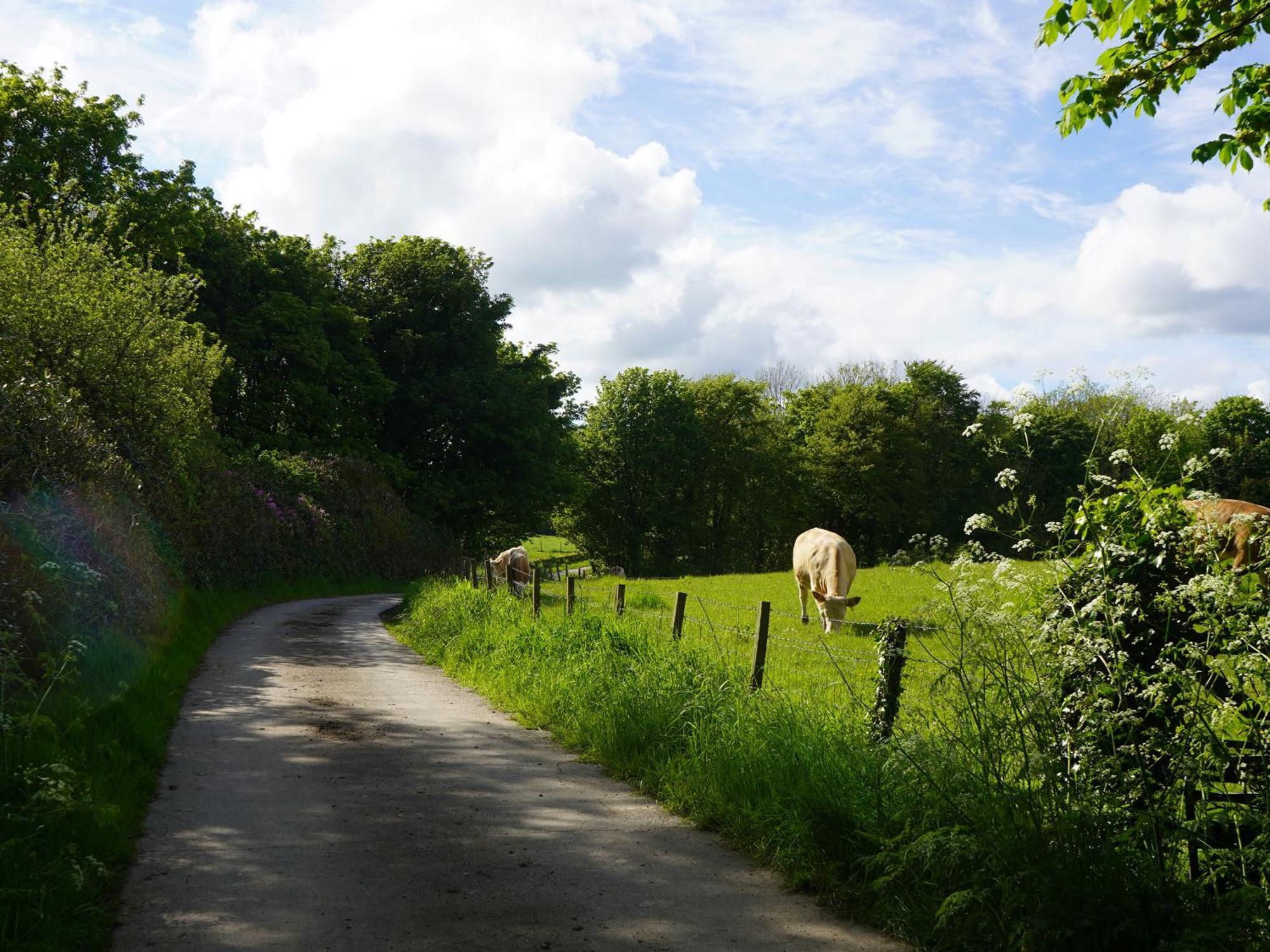 Roe Deer Lodge Newton Stewart Esterno foto